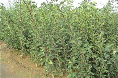 無(wú)籽大山楂苗全國(guó)熱銷 苗圃培育、售后一條龍服務(wù)，助力各大區(qū)種植無(wú)憂