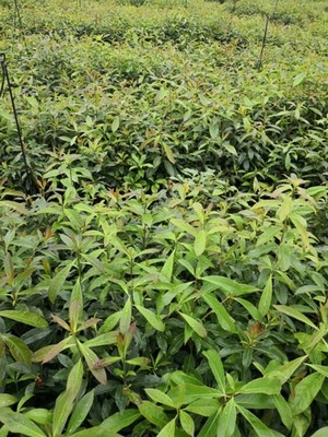福新苗圃 通州木荷大田苗與小苗培育銷售，以服務至上為本