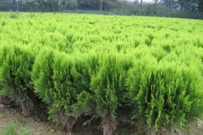 山西呈盛苗圃基地 專業(yè)苗木培育與一站式銷售服務(wù)