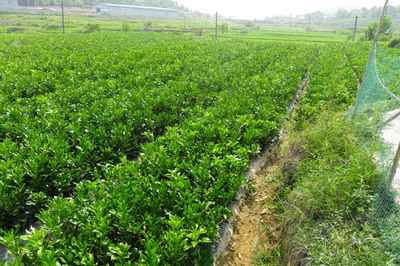 蘭州苗木銷售與苗圃培育 品質(zhì)與實(shí)惠的完美結(jié)合