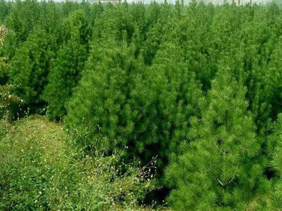 白皮松科學(xué)種植與苗圃管理 株距行距優(yōu)化指南