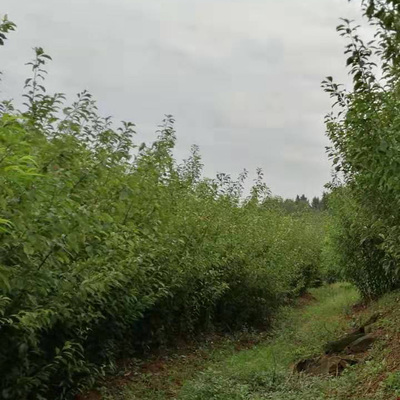 重慶酉陽 專業苗圃李子樹苗培育基地，優質李子苗銷售與技術支持