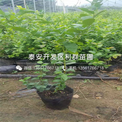 晚藍藍莓樹苗 從優質苗圃到專業銷售基地的培育與選購指南