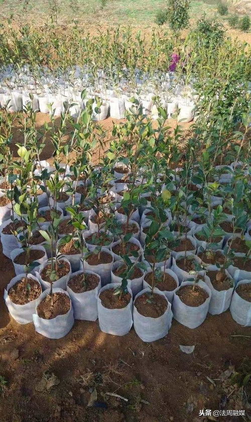澧縣苗圃 精心培育80萬株優質油茶苗，助推產業繁榮與鄉村振興