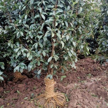 20公分金桂花樹價格全解析 從苗圃培育到市場銷售的深度洞察