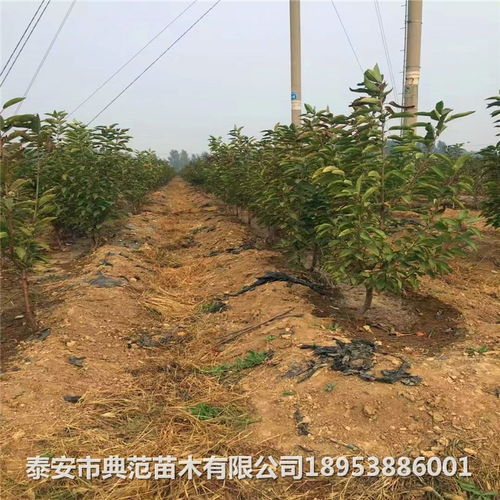 車厘子櫻桃樹苗價格與報價概況 苗圃培育與銷售指南
