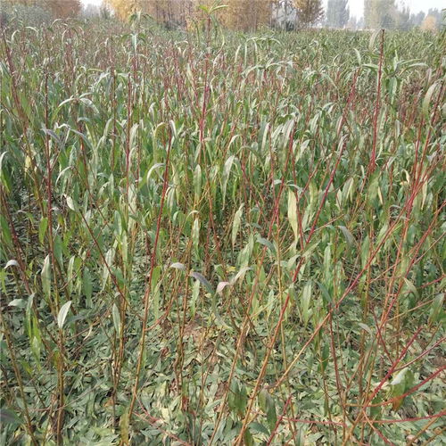 映霜紅桃樹苗 苗圃直銷，高成活率的優(yōu)質(zhì)之選