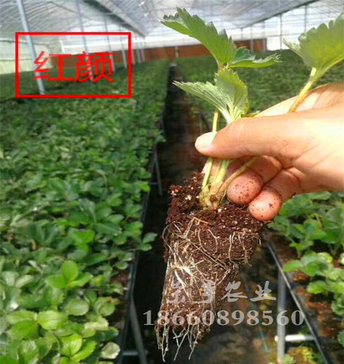 大興久香草莓苗批發(fā)價格解析 苗圃培育與市場銷售的全面指南